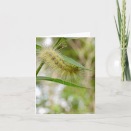 Fuzzy oruga amarilla - Tarjeta de saludo en blanco