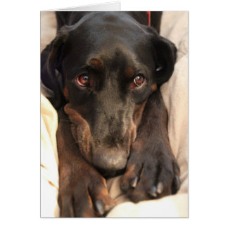 Gabby, el perro de rescate (tarjeta en blanco)