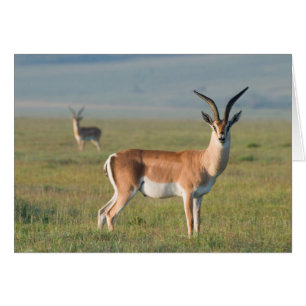 Gacela de Grant, Cráter de Ngorongoro, Ngorongoro