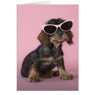 Gafas de sol que llevan del perrito del Dachshund