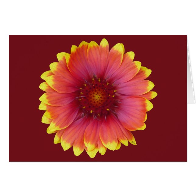 Gaillardia 1 (Anverso (Horizontal))