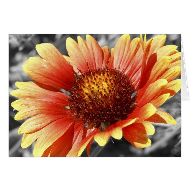 Gaillardia Blanket Flower Blank Inside Gracias (Anverso (Horizontal))