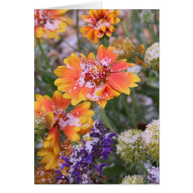 Gaillardia con polvo de nieve (Frente)