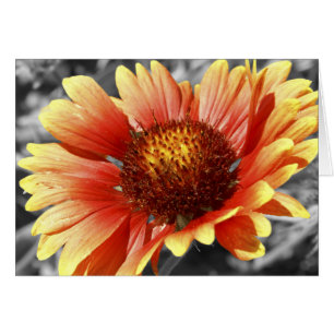 Gaillardia Manta Flor En Blanco Gracias Por Dentro