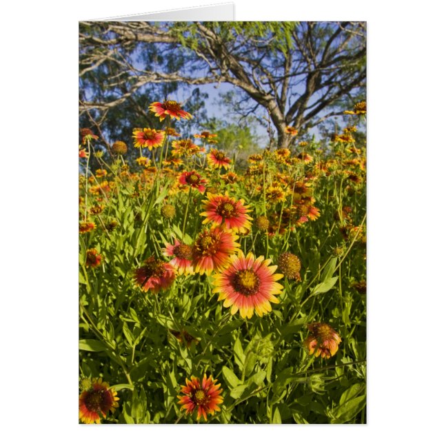 Gaillardia pulchella flores silvestres (Frente)