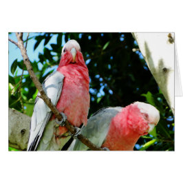 Galahs (Cockatoos Rosa de pecho/roseato)