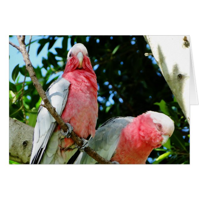 Galahs (Cockatoos Rosa de pecho/roseato) (Anverso (Horizontal))