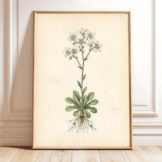 Galería de Arte Botánico Saxifraga Impresión de Pa