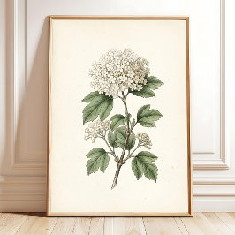 Galería de Arte Botánico Vintage para Decoración d