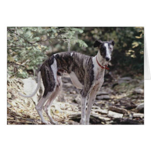 Galgo