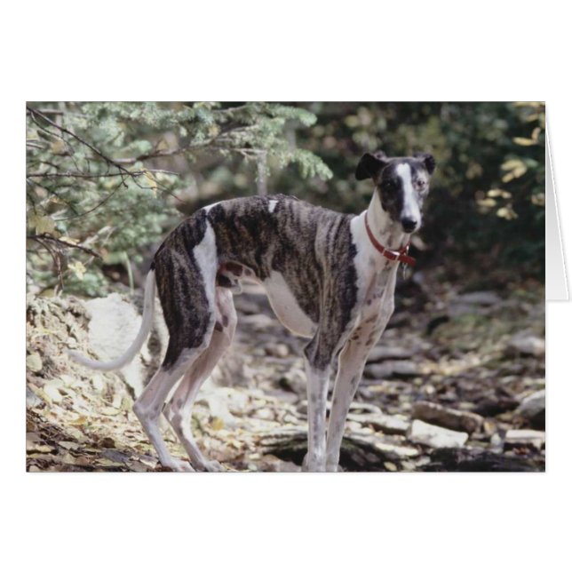 Galgo (Anverso (Horizontal))