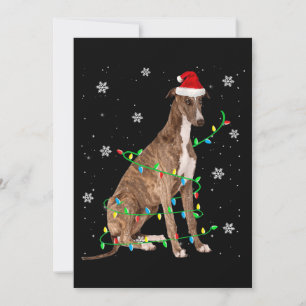 galgo luces de navidad santa galgo lindo