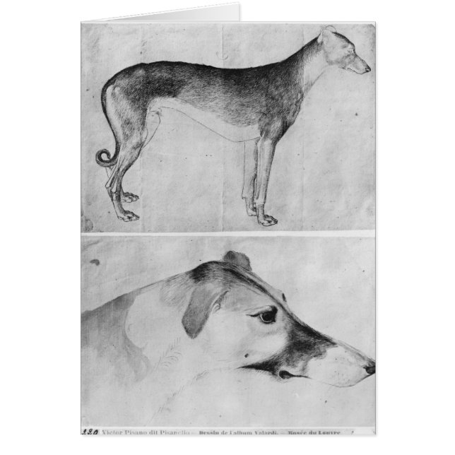 Galgo y cabeza de un galgo (Frente)