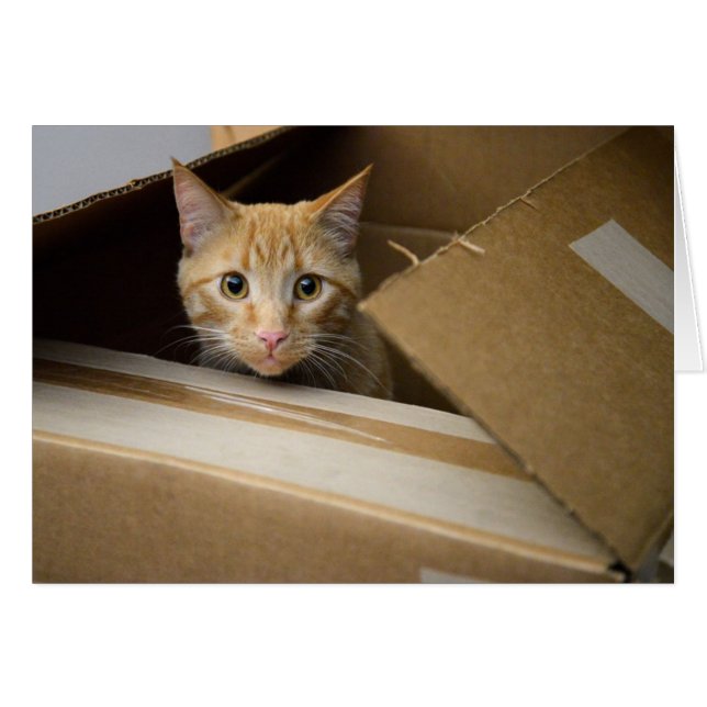 Galletas en una tarjeta del gatito de la caja (Anverso (Horizontal))