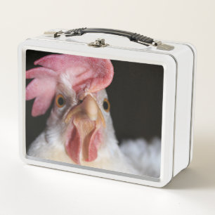 gallina
