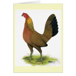 Gallina de combate: cresta de guisante
