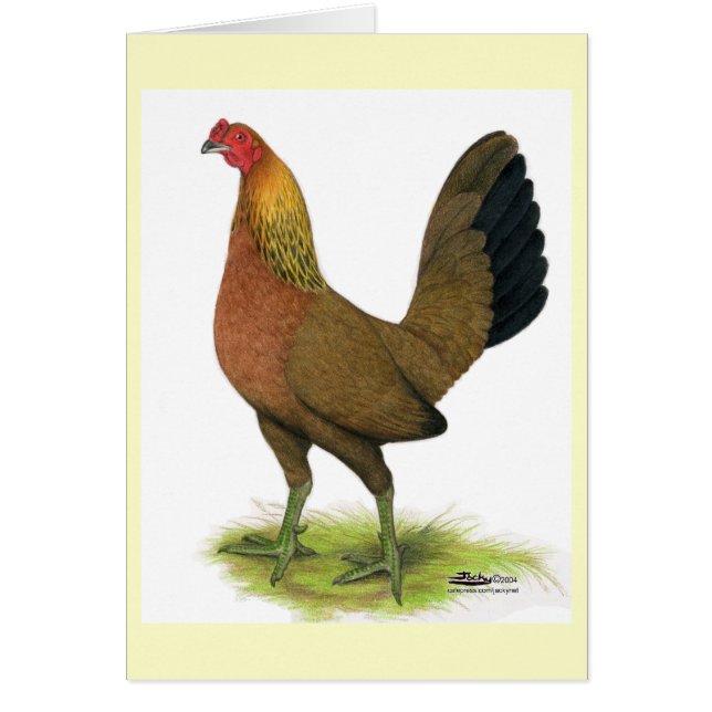 Gallina de combate:  cresta de guisante (Frente)