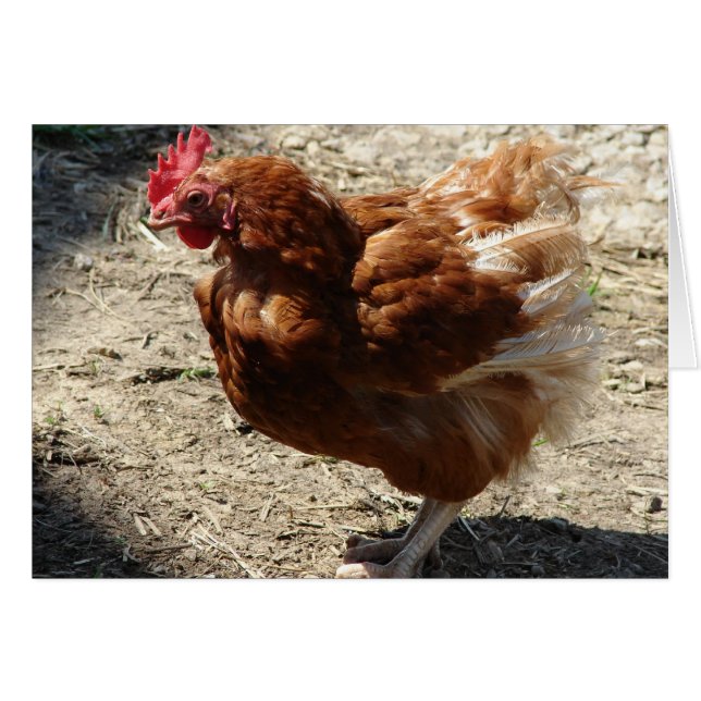 Gallina de granja factoría (Anverso (Horizontal))