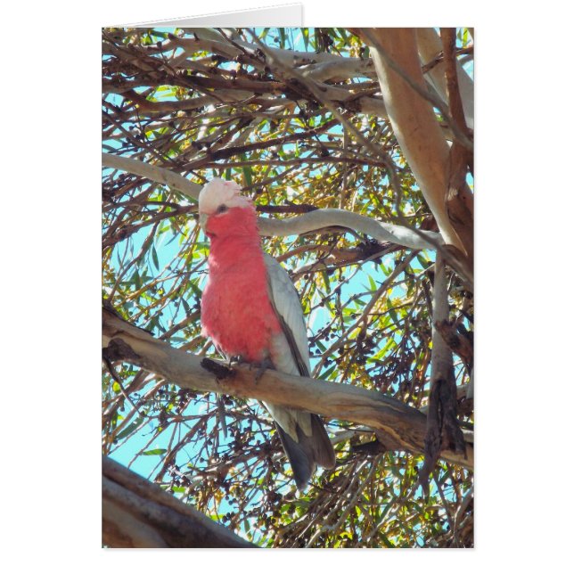 gallina salvaje (Frente)