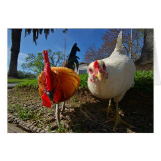 gallina y gallo