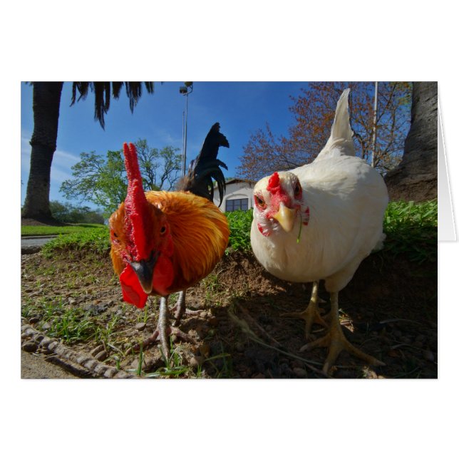 gallina y gallo (Anverso (Horizontal))