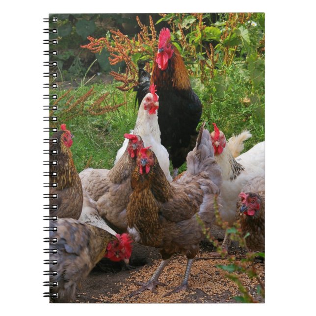 Gallinas de los pollos del corral y cuaderno (Frente)