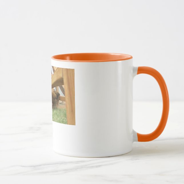 Gallinas jovenes felices en su nueva taza de café (Derecha)