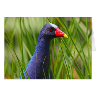 Gallinule púrpura