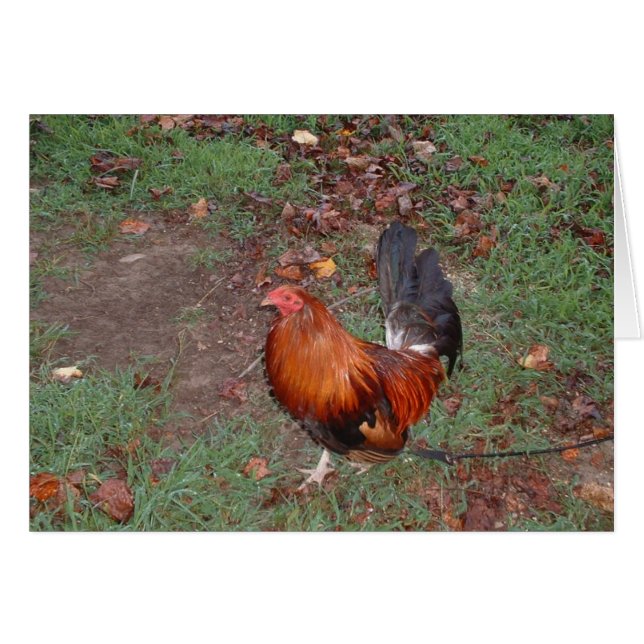 GALLO (Anverso (Horizontal))
