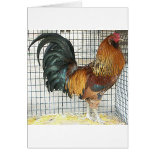 Gallo