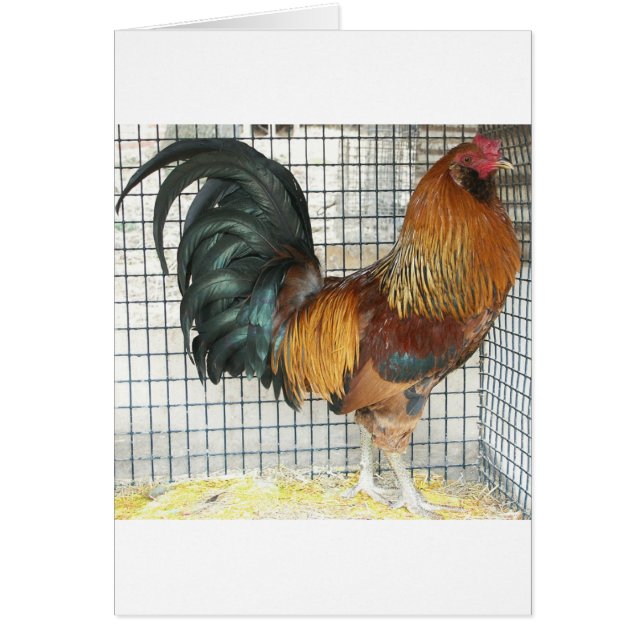 Gallo (Frente)