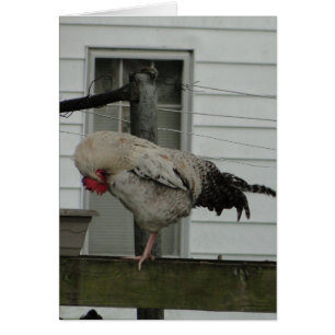 Gallo arqueado/rezo
