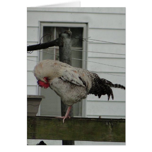 Gallo arqueado/rezo (Frente)