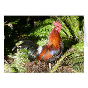 Gallo - aves de selva roja