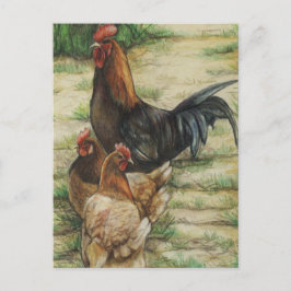 Gallo de la "gama libre" y postal de 2 gallinas