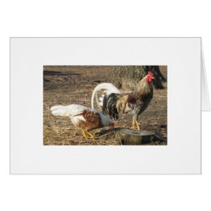 Gallo de pelea azul de la Largo-Cola de los