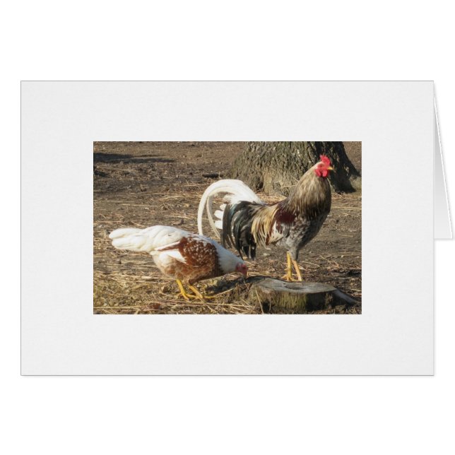 Gallo de pelea azul de la Largo-Cola de los (Anverso (Horizontal))