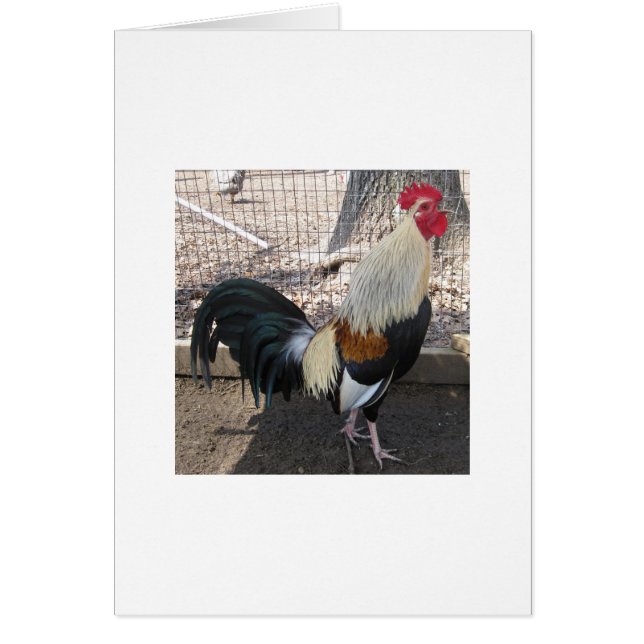 Gallo de pelea gris de cacareo (Frente)