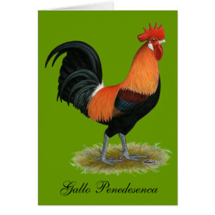 Gallo de Penedesenca