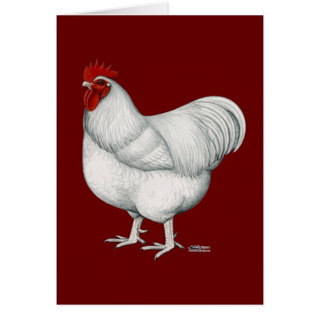 Gallo del blanco de Orpington (Frente)