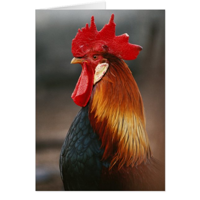 Gallo Doméstico de Corral (Frente)