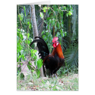 Gallo hawaiano