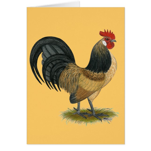 Gallo holandés:  Gallo azul de las codornices (Frente)