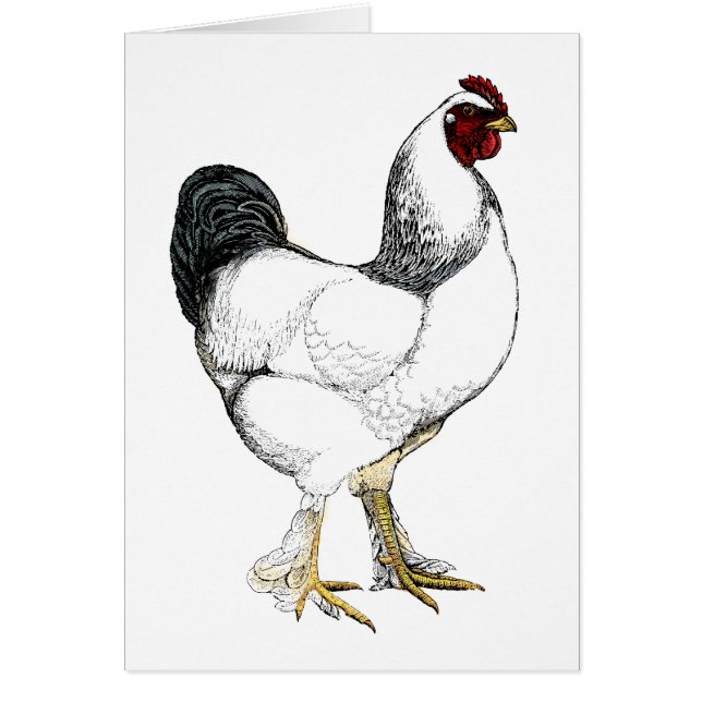 Gallo ligero de Brahma - pollo elegante del (Frente)