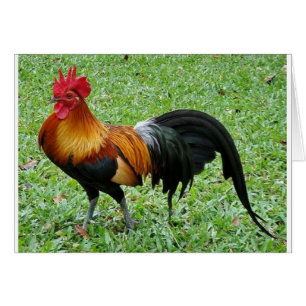 Gallo magnífico