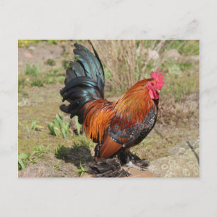 Gallo / Pollo en una tarjeta postal de granja