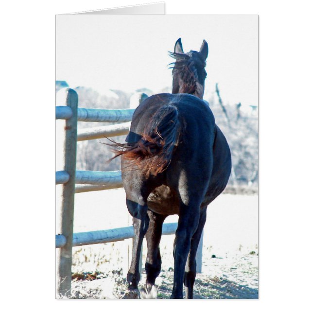 Gallop Away (Frente)