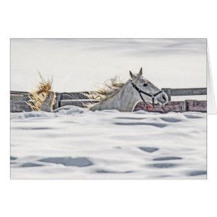 Gallopaje De Caballos Blancos En Nieve