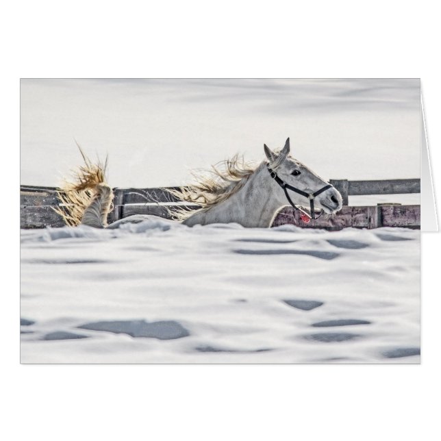 Gallopaje De Caballos Blancos En Nieve (Anverso (Horizontal))