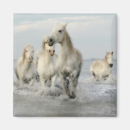 Gallopaje de caballos blancos en un imán de playa